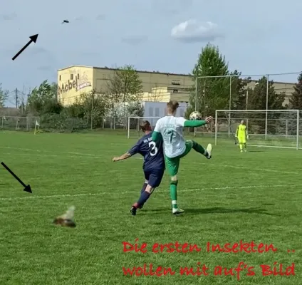 13.04.2024 SV G/W Ammendorf II vs. SG HTB Halle III